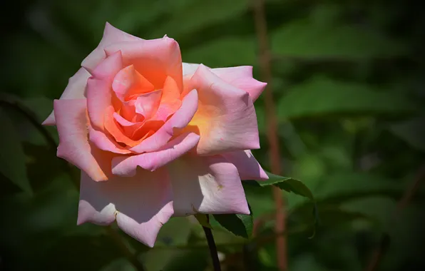 Картинка Pink rose, Роза, Rose, Розовая роза