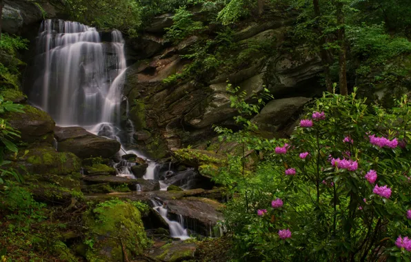 Картинка скалы, куст, водопад, North Carolina, Северная Каролина, рододендроны, Этова, Seven Falls