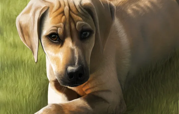 Картинка трава, взгляд, животное, собака, арт, мордочка, уши