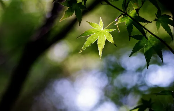 Фото по запросу Крупным планом природа