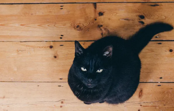 Картинка wood, eyes, cat