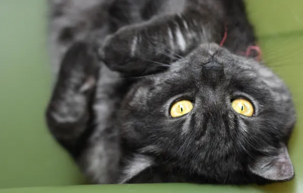Картинка кошка, кот, макро, черный, полосатый, cat