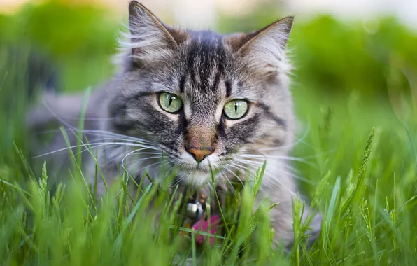 Картинка кошка, трава, кот, цветы, котенок, киска, киса, cat