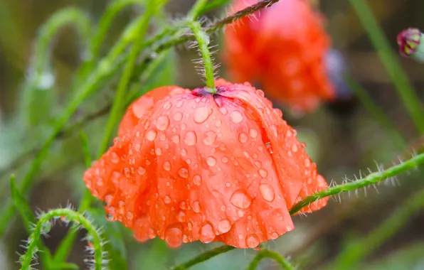 Red, flower, poppy