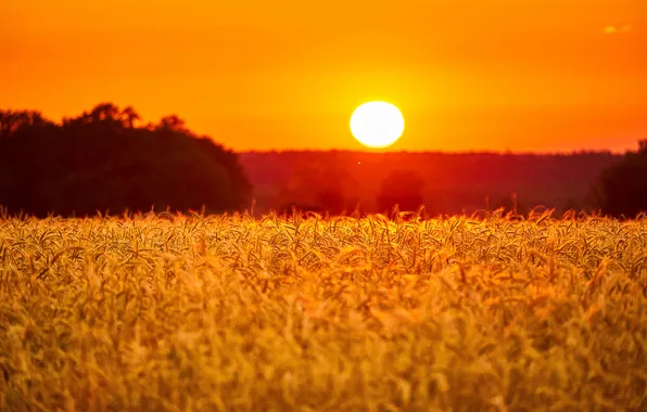 Nature, sunset, landcsape, grays