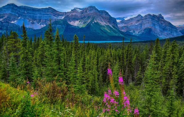 Лес, горы, Канада, Альберта, Alberta, Canada, Jasper National Park, Скалистые горы