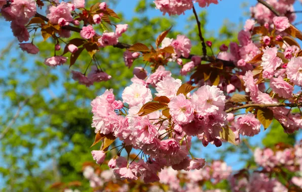 Flowers, spring, Japanese cherry
