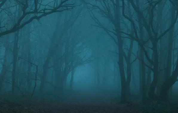 Картинка Великобритания, Toby Cunningham, United Kingdom, природа, туман, деревья, лес