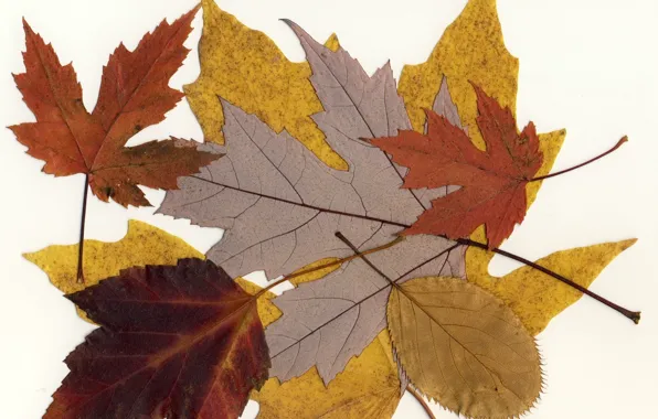 Листья, макро, фон