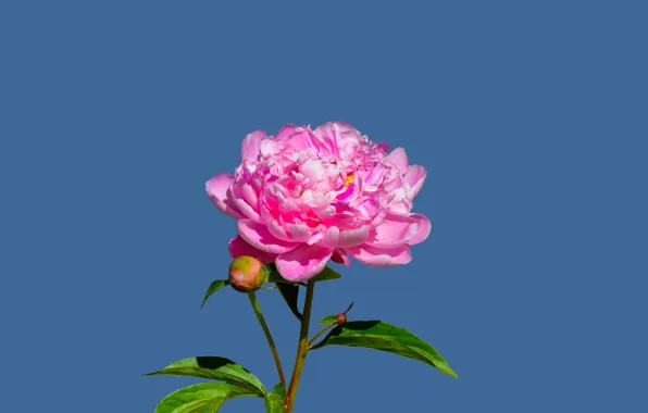 Flower, peony, pexels