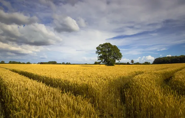 Поле, небо, деревья