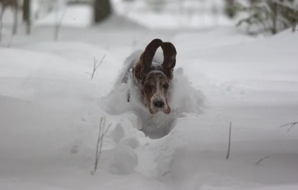 Картинка снег, скорость, собака, полёт, уши