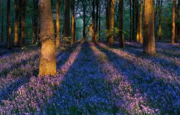 Картинка лес, деревья, цветы, Англия, колокольчики, England, Sussex, Суссекс