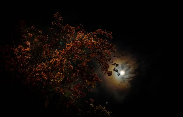 Картинка небо, ночь, тучи, дерево, луна