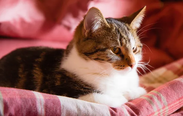 Кошка, кот, взгляд, поза, постель, лежит, мордашка, серый с белым