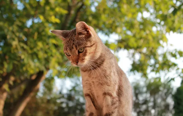 Картинка кот, рыжий, смотрит, дерево. зелень