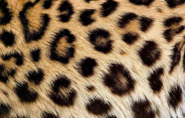 Картинка текстура, шерсть, пятна, леопард, мех