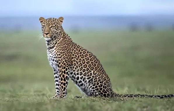Картинка леопард, саванна, Африка, leopard, Africa, savannah