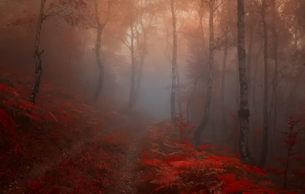 Дорога, осень, лес, листья, деревья, туман, Природа, тропа