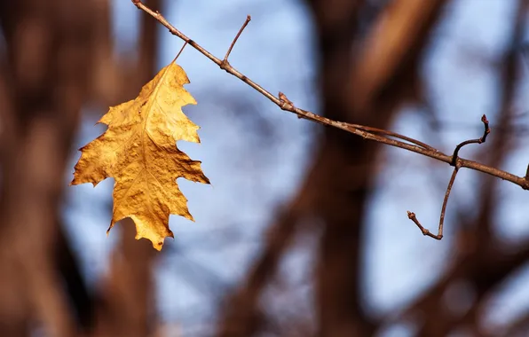 Осень, природа, листик, ветвь, autumn leaves