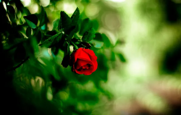 Картинка цветок, роза, красная, боке