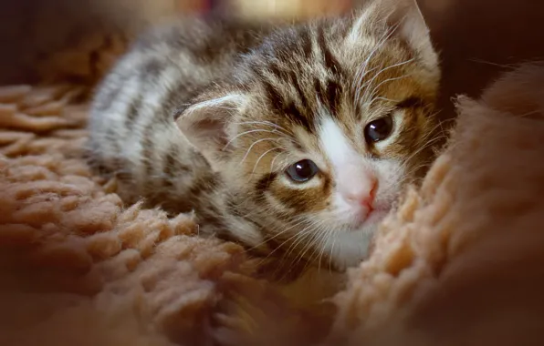 Кошка, котенок, малыш, покрывало, лежит, мех, мордашка, табби