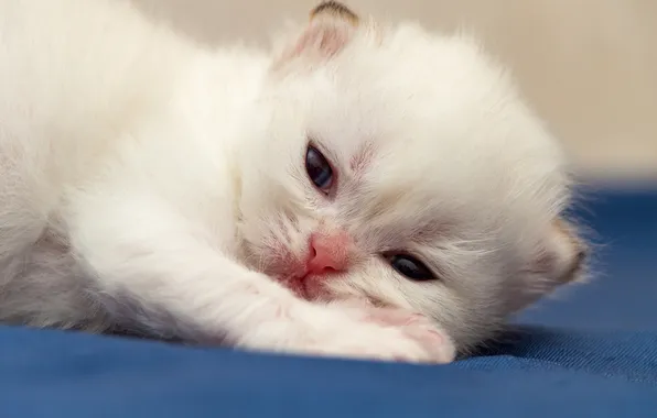 Кошка, белый, взгляд, поза, котенок, малыш, ткань, лежит