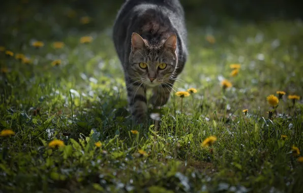 Картинка кошка, трава, взгляд, цветы, прогулка, одуванчики