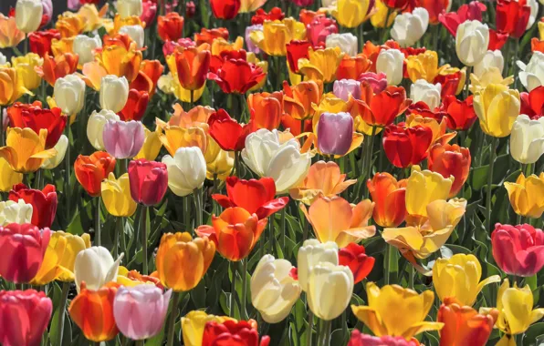 Тюльпаны, бутоны, разноцветные, много, плантация