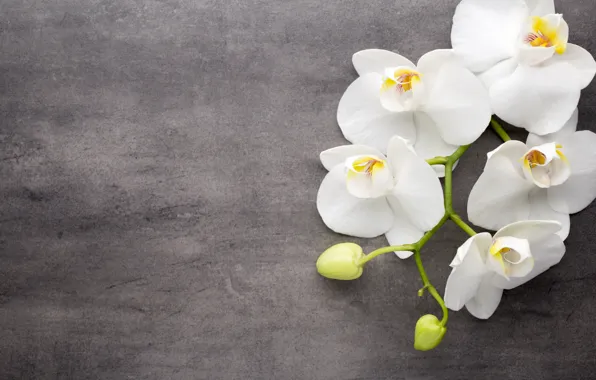Картинка цветы, белая, white, бутоны, орхидея, flowers, orchid