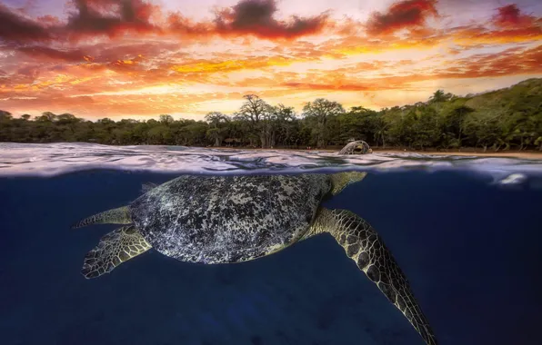 Картинка зарево, Индийский океан, зелёная черепаха, Майотта