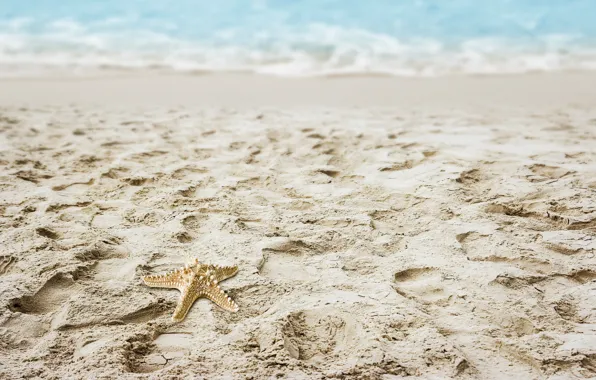 Песок, море, пляж, звезда, summer, beach, sea, морская