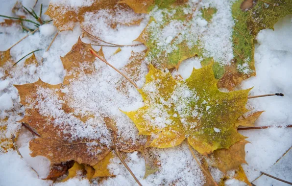 Листья, макро, снег
