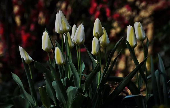 Картинка Весна, Spring, White tulips, Белые тюльпаны