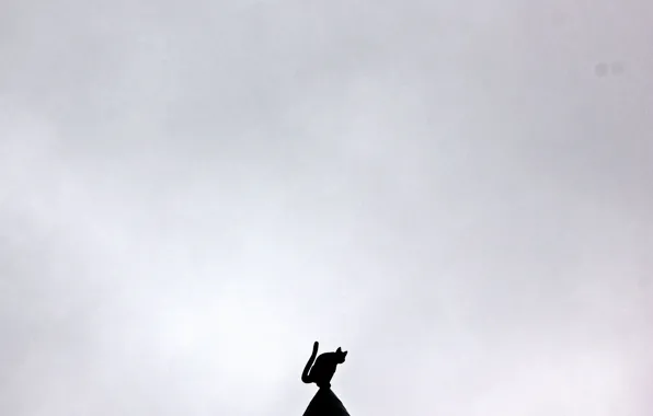 Sky, cat, roof