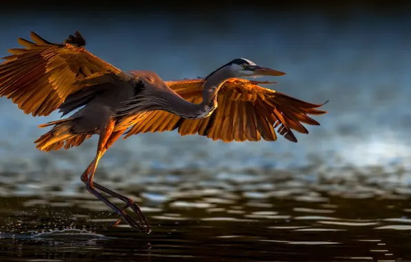 Картинка природа, птица, Great blue heron