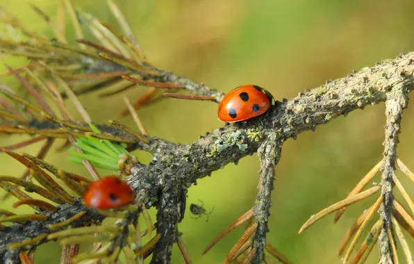 Red, insect, ladybird