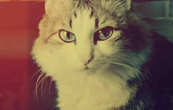 Кот, кошки, Кошка, Муся