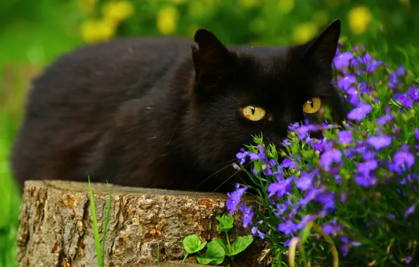 Зелень, кошка, глаза, кот, взгляд, морда, цветы, дерево