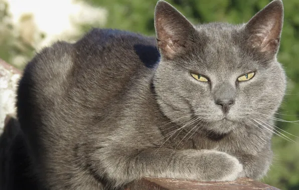 Кот, серый кот, кот на балконе, взрослый кот