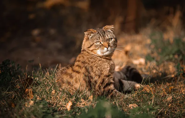 Картинка кот, взгляд, свет, природа, вислоухий, сидит