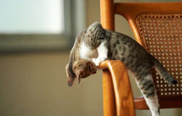 Картинка котенок, игра, стул, внимание