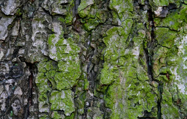Картинка green, pattern, Moss, bark