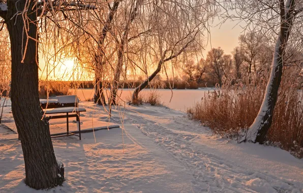 Картинка зима, солнце, снег, деревья, скамейка, следы