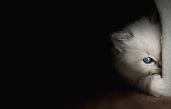 Кошка, взгляд, поза, котенок, малыш, черный фон, голубые глаза, мордашка