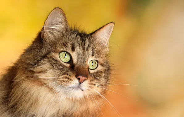 Глаза, кот, усы