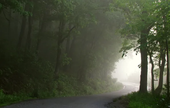 Дорога, лес, туман, path to light