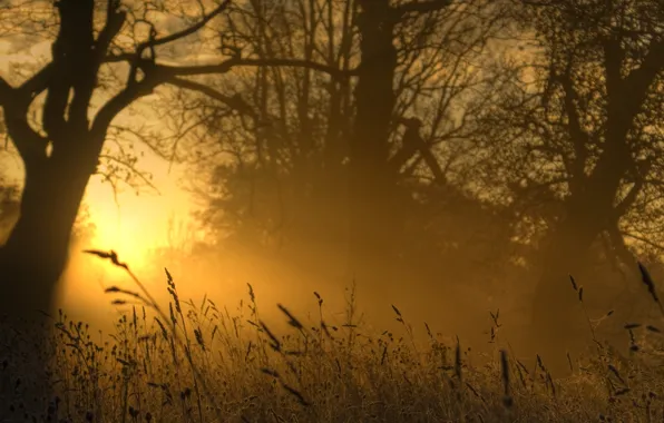 Light, golden, grass, nature, evening