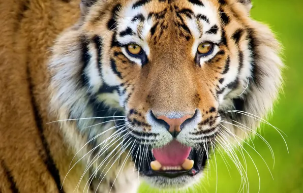 Картинка кошка, усы, взгляд, морда, полоски, тигр, смотрит