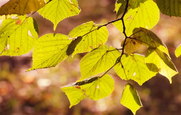 Light, leafs, twig